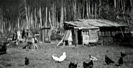 Chicken pen on the Neiland ranch